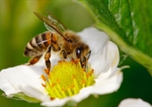 Pollinator Week is a good time to brush up on pollinators, honeybee health