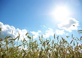 Farmers’ outdoor work can increase skin cancer risk