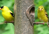 Attract birds during the winter with variety of feeders