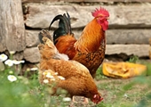 Prevent backyard chickens from spreading disease