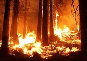 Help Smokey Bear prevent forest and farm fires