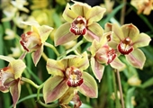 Unique orchid farm blooms in Central Virginia