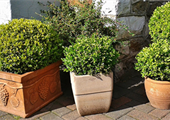 Relieve boxwoods of winter’s wear and tear