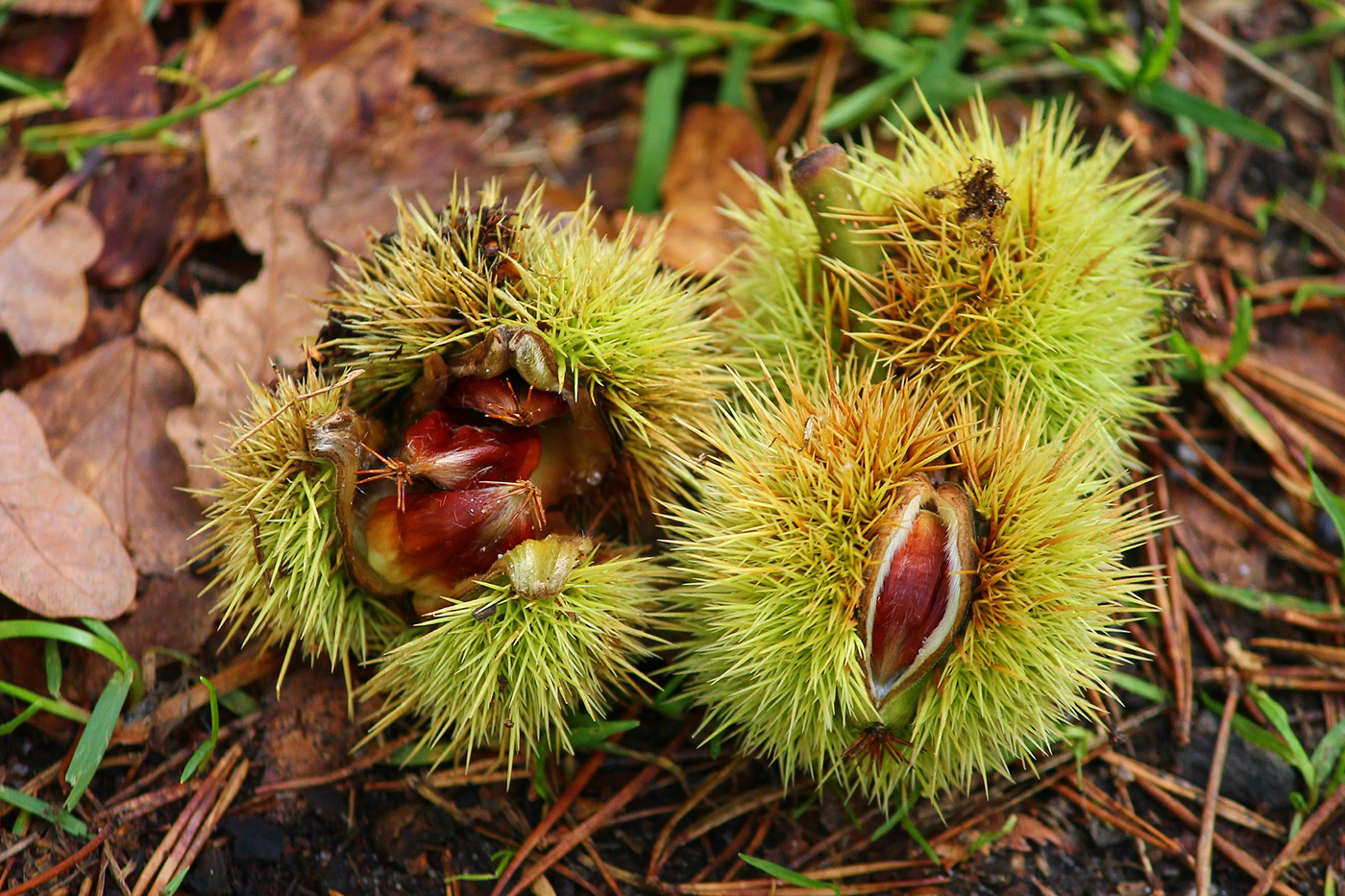 Virginia chestnut group rekindling holiday tradition