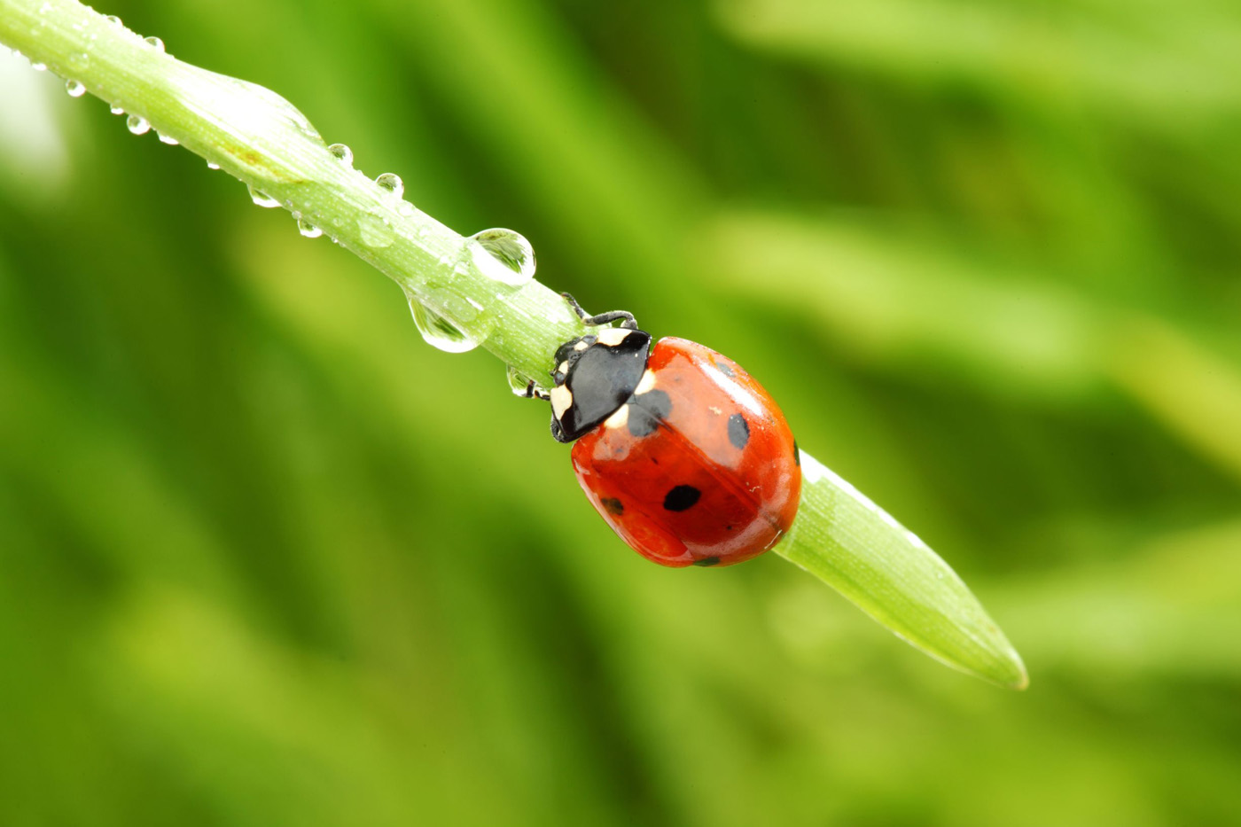 ‘Good bugs’ play a key role in gardening success