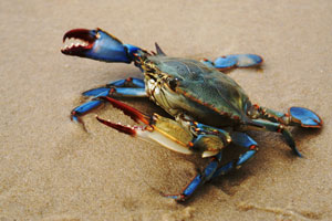 Bay foundation reports more grasses, crabs and oysters