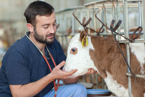 Loan repayment program to help veterinarians in underserved areas