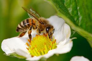 Pollinator Week is a good time to brush up on pollinators, honeybee health
