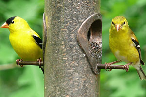 Attract birds during the winter with variety of feeders