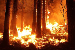 Help Smokey Bear prevent forest and farm fires