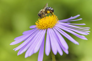 Va. pollinator plan aligned with national recommendations to revive honeybee population