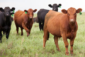 Virginia is home to growing beef cattle population