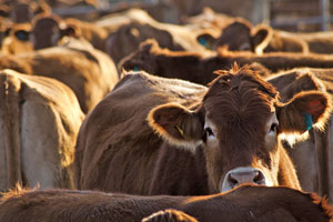 Virginia cattle exports to Canada continue to increase