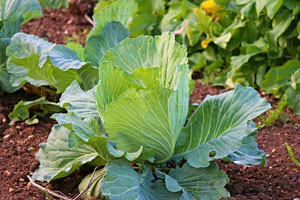 Cabbage still in season in Virginia