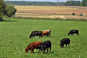 Workshop to help cattlemen control harmful toxin