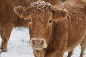 Cattlemen take extra precautions when weather is frigid