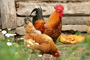 Prevent backyard chickens from spreading disease