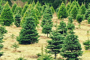 Some Virginia Christmas tree farmers expect shortages