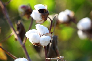 Virginia cotton growers optimistic about yields