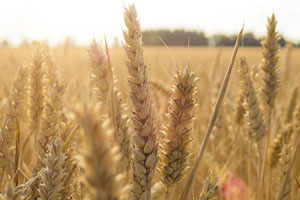 Crop report stirs up grain market speculation