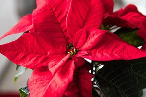 Poinsettia plants can brighten up any space
