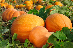 Pumpkins ready for carving, cooking and decorating