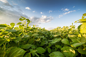 Va. soybean growers hopeful despite sinking sales