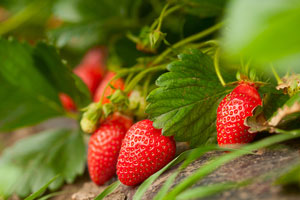 Strawberry season could be stupendous if weather stays mild
