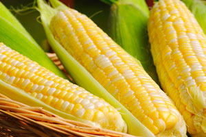Virginia sweet corn is rolling in