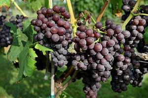 Virginia’s wine grape harvest is ripe, robust—and early