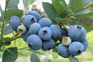 Virginia blueberry bushes loaded with fruit this year