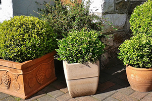 Relieve boxwoods of winter’s wear and tear
