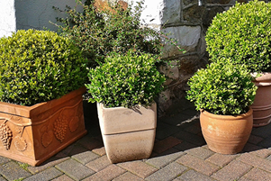 Deck the halls, but beware of boxwood blight