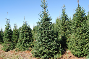 Deck the halls with a Virginia-grown Christmas tree