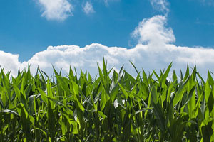 Virginia farmer remains ‘Corn Wars’ record holder