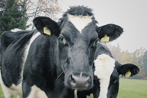 New insurance service should help dairy farmers