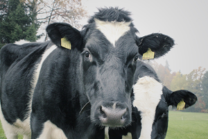 New insurance product to provide some relief to dairy farmers