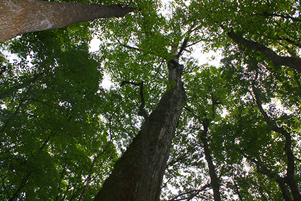 Forests have huge impact on Virginia agriculture