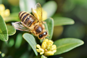 Celebratory week, beekeeper funding focuses on honeybee health