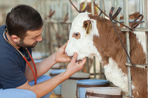 Veterinary college gives boost to Southwest Virginia farmers