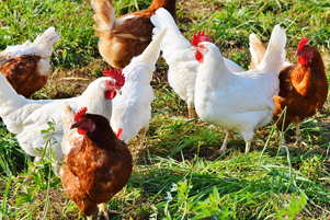 On <em>Real Virginia</em>: Middle schoolers + chickens = life science learning
