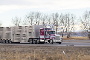 Farmers ask for flexible livestock hauling regulations