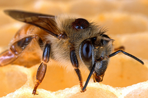 State continues to experience honeybee losses
