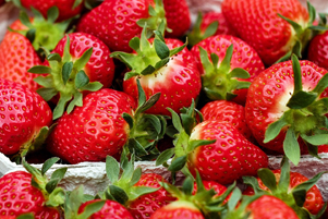 Weather-wary growers hoping for sweet strawberry season