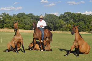 Outback extraordinaire headlines Virginia Horse Festival at The Meadow Event Park