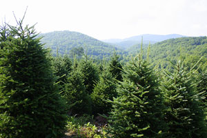 Oh Fraser fir, where do you come from?