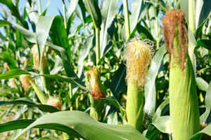 US farmers: GMO crops help reduce inputs, enhance conservation