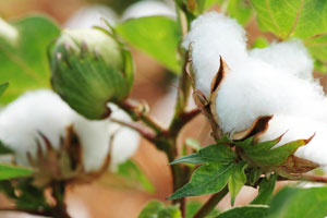 Virginia cotton production hit more wrinkles in 2016