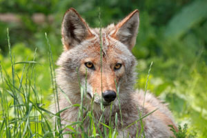 Farmers fear program loss will be coyotes’, vultures’ gain