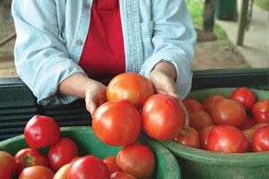 Virginia’s tomato traditions are still growing strong